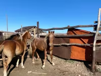Konji (partija, pol nije naveden), Kazakh horse — fotografija 3