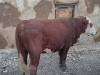 Býk, Simmental cattle — foto 4