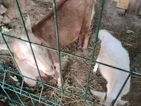 Buk, Nubian Goat — foto 1