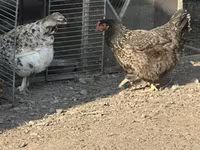 Gallina ceca dorata variegata — foto 2