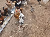 Chickens — zdjęcie 3