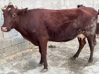 گاو ماده, گاو — عکس 4