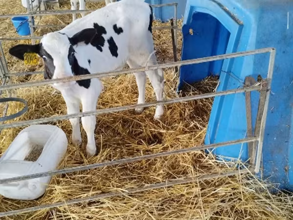 Dibi, Aberdeen-Angus