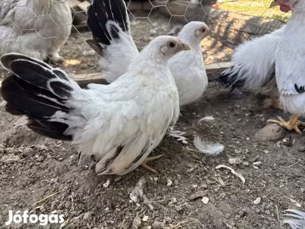 Chickens