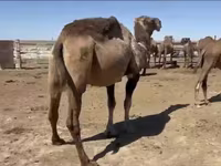 Geel (xirmo, jins lama sheegin), Anafi camel — sawirka 4