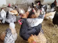 Chickens — รูปภาพ 1