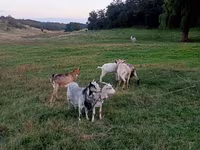 Kambing betina, Goats — foto 2