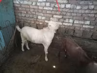 Ziegenbock, Ziegen — Foto 3