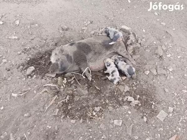 Porca, Porcos