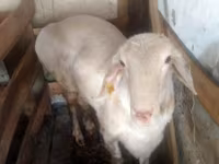 Beran, Arashan sheep — foto 2