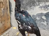 Chickens — รูปภาพ 1