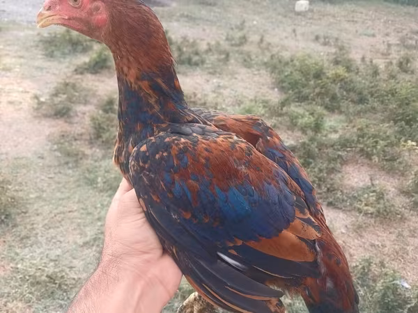 Chickens