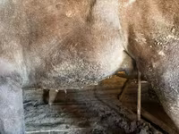 Lovak (tétel, nem megadva), Lovak — 4. fotó