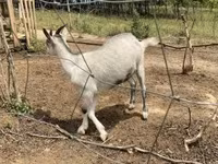 Ged, Nubian Goat — foto 4
