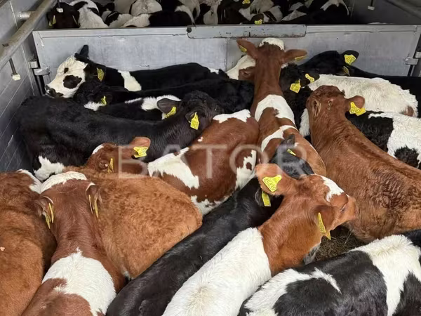 گاو و گوساله (گروه، جنسیت مشخص نشده), Simmental cattle