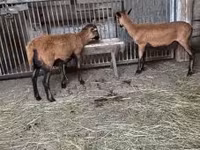 قوچ, Cameroon sheep — عکس 1