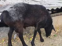 مینڈھا, Hissar sheep — تصویر 5