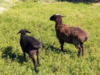 Kambing jantan, Sheep — foto 1