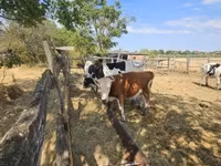 Lembu ternakan (lot, jantina tidak dinyatakan), Russian Black pied cattle — foto 1