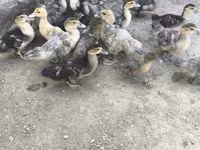 Ducks — zdjęcie 7