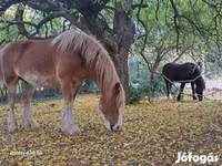 گھوڑی, Shire — تصویر 1