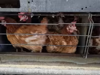 Chickens — ảnh 1