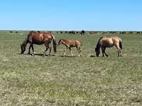 Kobila, Horse breed — fotografija 2