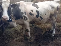 أبقار (دفعة، الجنس غير محدد), Russian Black pied cattle — الصورة 2