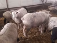Beran, White Suffolk sheep — foto 8