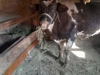 Toro, Russian Black pied cattle — foto 2