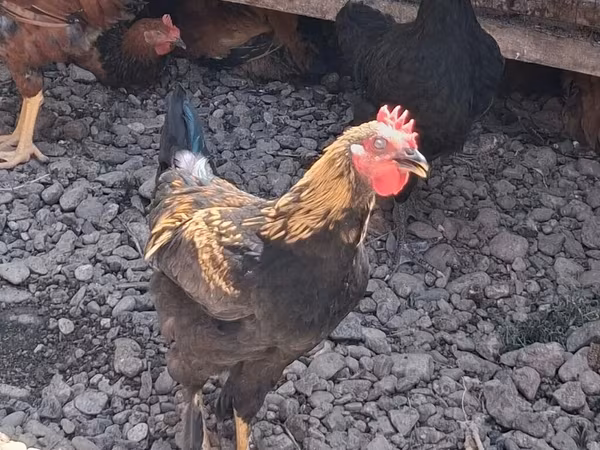 Chickens — Kyrgyzstan