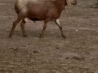 میش, Arashan sheep — عکس 3