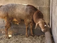 قوچ, Tian-Shan semifinewool sheep — عکس 6
