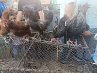 Chickens — foto 2