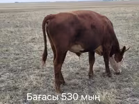 Bò đực, Aberdeen – Angus — ảnh 2