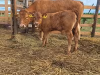 วัวตัวเมีย, Simmental cattle — รูปภาพ 3