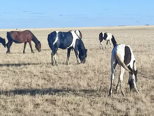 Klisna, Horse breed