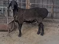 Kambing jantan, Sheep — foto 2