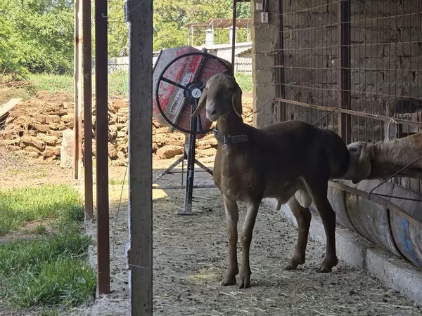 Carnero, Arashan sheep