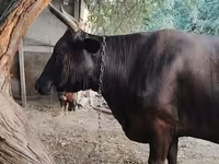 গাভী, বন্য ইয়াক — ছবি 5