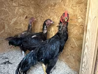 Chickens — 사진 3