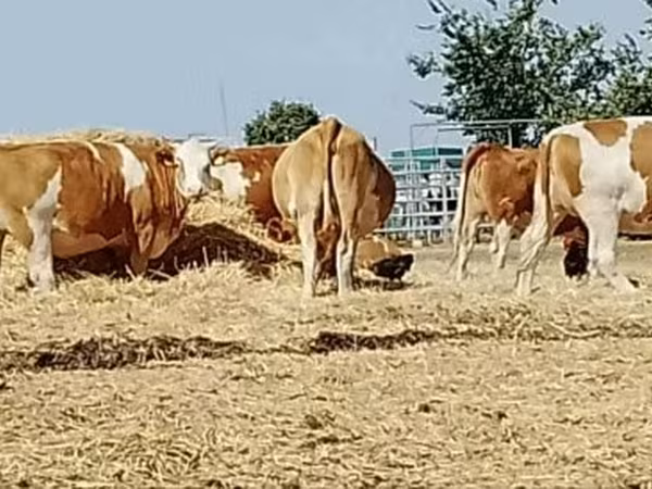 Kuh, Simmental cattle