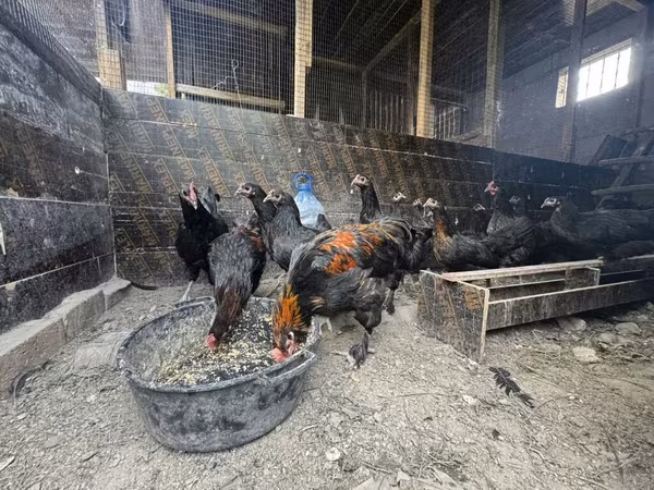 Chickens — Kyrgyzstan
