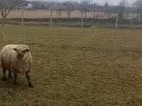 Vædder, Shroshire sheep — foto 4