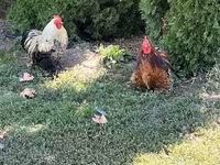 Turkeys — ছবি 4