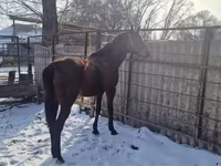 ม้าตัวผู้, Arabian horse — รูปภาพ 4