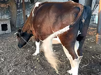 Krava, Russian Black pied cattle — foto 5