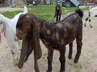 بز ماده, Nubian Goat — عکس 6