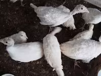 Turkeys — 사진 7