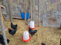Chickens — புகைப்படம் 8